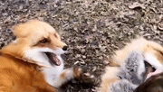 狐狸笑也太魔性了